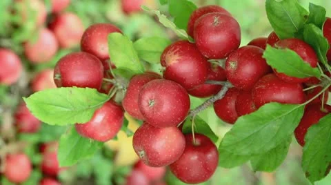 Red apples hanging on a tree. Vertical. Stock Footage 8851676