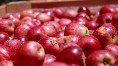 Red apples on harvesting box 库存影片 147208629