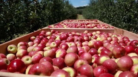 Red apples on harvesting box2 Video stock 147208634