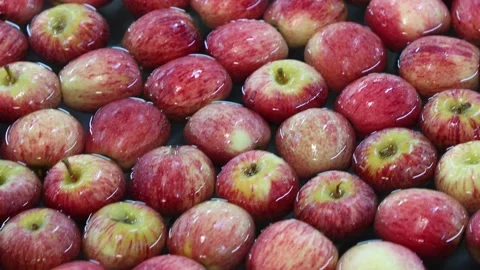Red apples in the industry selection 001 스톡 동영상 147208882