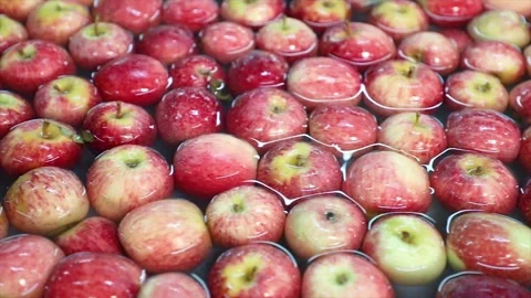 Red apples in the industry selection 008 库存影片 147209729