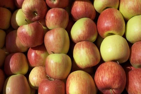 Red apples in large quantities. Fresh ripe fruits as a background. Stock Photos