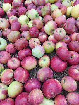 Red apples in large quantities Stock Photos
