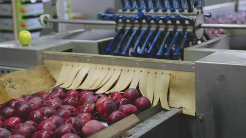 Red apples on the line by sampling apples Stock Footage 197022040