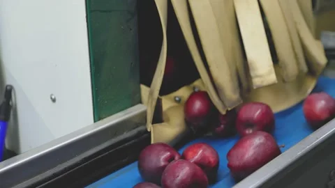 Red apples on the line by sampling apples Stock Footage 199467352