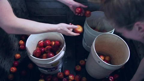 Red apples loaded in buckets before brandy distilling Stock Footage 86703509