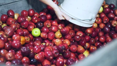 Red apples loaded in buckets before brandy distilling Stock Footage 86707969