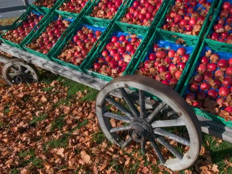 Red apples in old wagon Stock Photos
