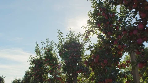 Red apples orchard Stock-Footage 96008141