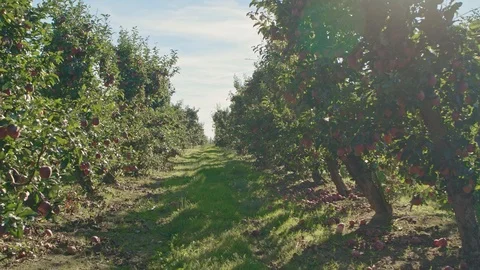 Red apples orchard Stock Footage 96008446