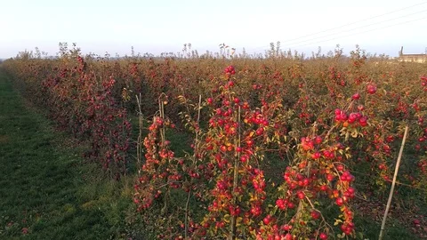 Red apples in an orchard, slow motion, aerial view Stock Footage 123663575