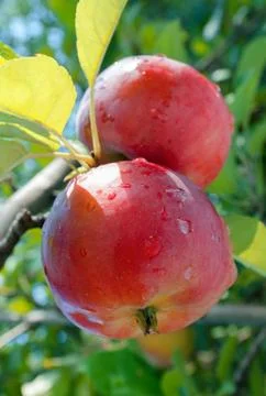 Red apples Stock Photos
