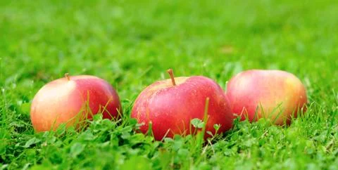 Red apples 库存照片