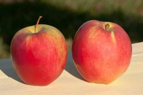 Red apples. Stock Photos