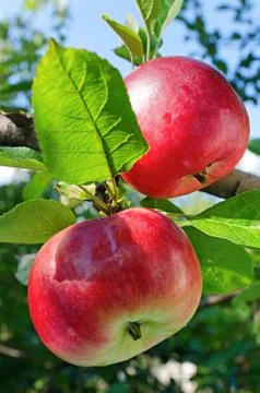 Red apples Stock-Fotos