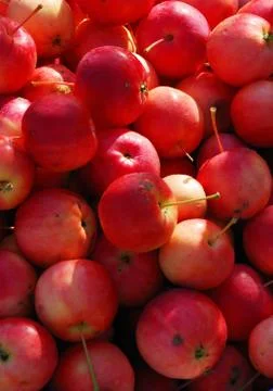 Red apples Stock-Fotos