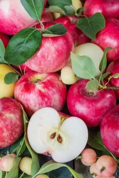 Red apples Stock-Fotos