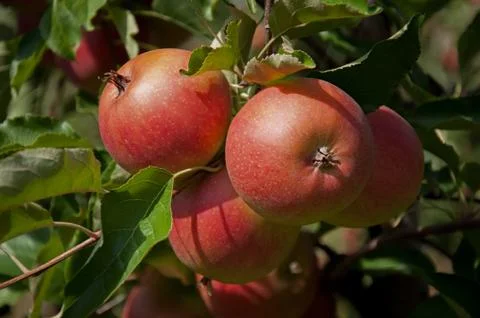Red Apples Stock Photos