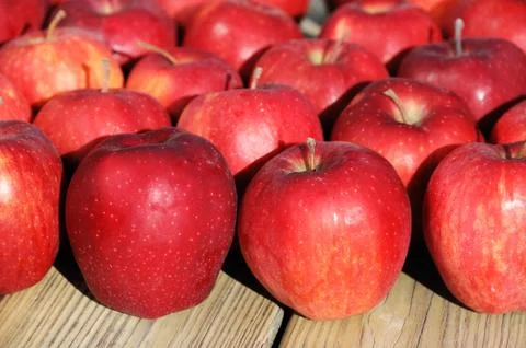 Red apples Stock Photos