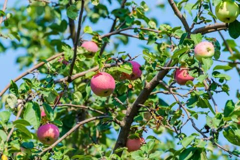 	The red apples  Stock Photos