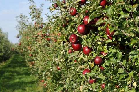 Red apples 스톡 사진