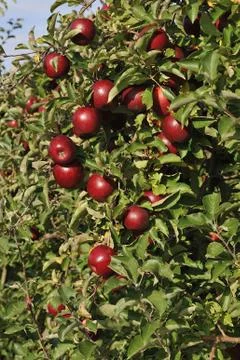 Red apples 스톡 사진