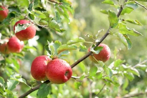 Red apples Stock Photos