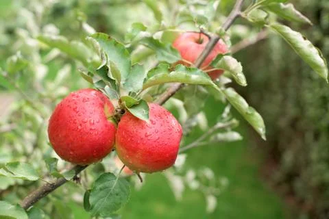 Red apples Stock Photos
