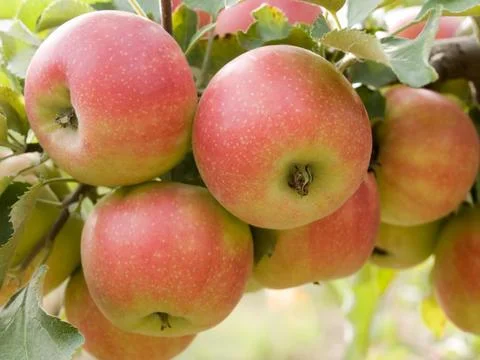 Red apples. Stock Photos