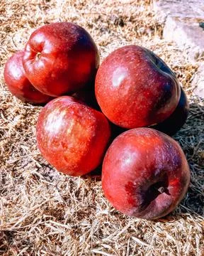  red apples Stock Photos