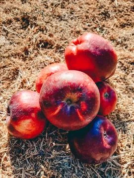  red apples Stock Photos