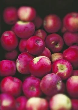 Red Apples Stock Photos