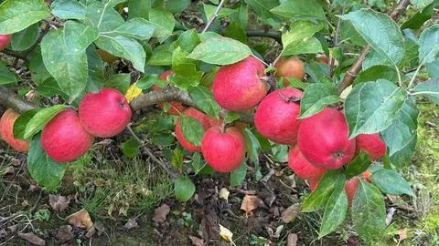 Red Apples Photos
