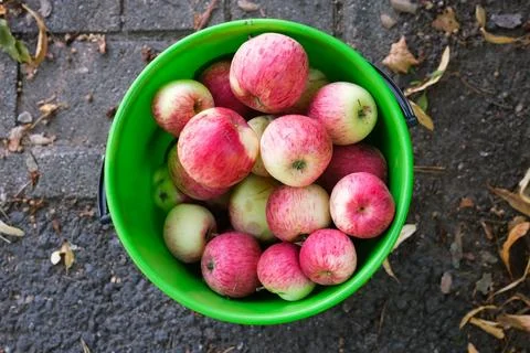 Red apples Stock Photos