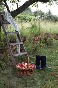 Red apples Stock Photos