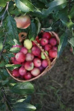 Red apples Stock Photos