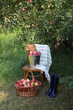 Red apples Stock Photos