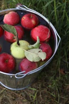 Red apples Photos