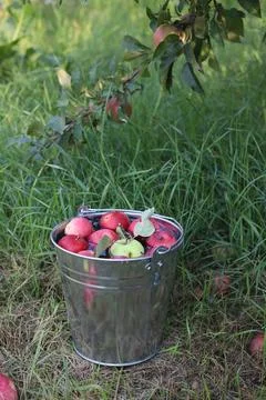 Red apples Stock Photos