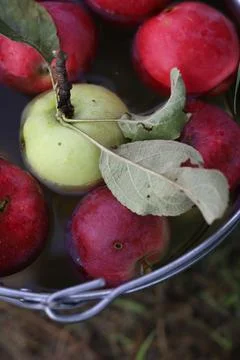 Red apples Stock Photos