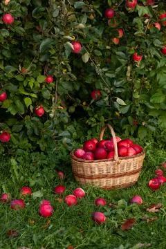 Red apples picked from tree in fall Stock Photos