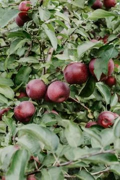 Red apples ripe on tree Stock Photos