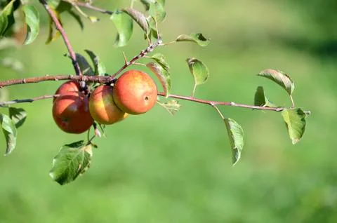 Red apples ripening Stock Photos