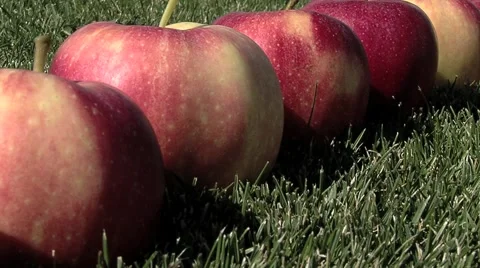 Red Apples in a row Video stock 948514