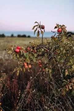 Red apples on a small tree on sunset in late summer. Fall mood. Natural Stock Photos