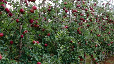 Red apples on the tree 001 Video stock 147204915