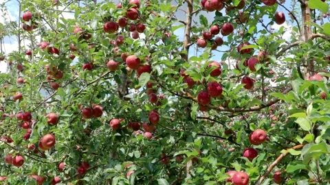 Red apples on the tree 002 库存影片 147204890
