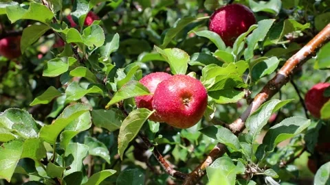 Red apples on the tree 003 Video stock 147205207