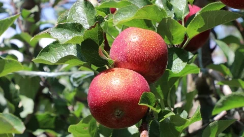 Red apples on the tree 004 库存影片 147205381