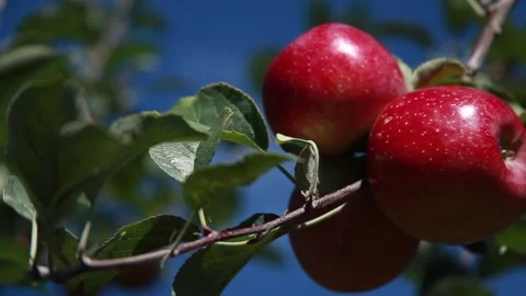 Red apples on the tree 006 Video stock 147205529